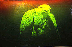 AMERICAN EAGLE 1979